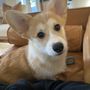 Photo of Village Vet of Urbana