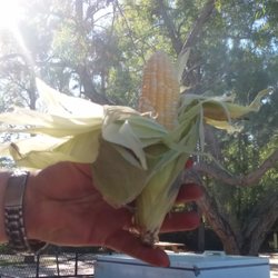 Baby Jay's BBQ - Corn
