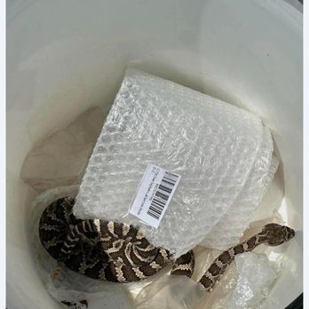 Snake Out - Wildlife Control Near Me Snake Out - Wildlife Control Near Me