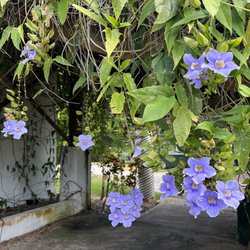 Jardín Botánico y Cultural de Caguas