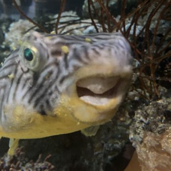 National Aquarium - Stripped burrfish named pineapple - Aquariums Near Me - Baltimore, Maryland National Aquarium - Stripped burrfish named pineapple - Aquariums Near Me - Baltimore, Maryland