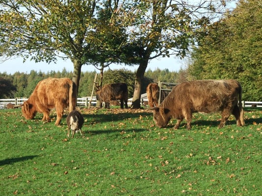 Cotswold Farm Park by null
