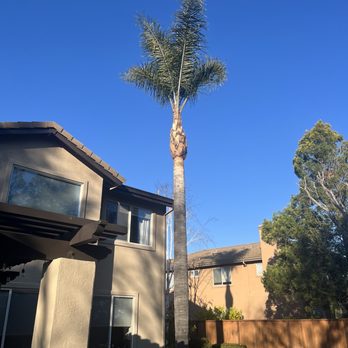 Apex Tree Care - After Palm Tree - Tree Services Near Me