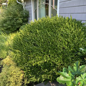 Bunny Landscaping & Construction - Trimming services - General Contractors Near Me - White Plains, New York Bunny Landscaping & Construction - Trimming services - General Contractors Near Me - White Plains, New York