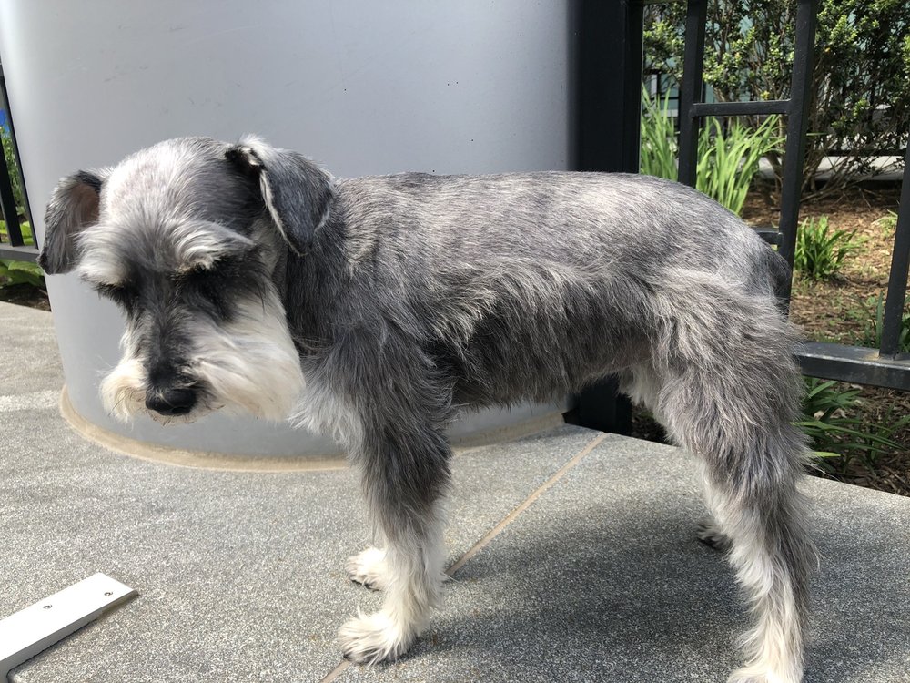 GREENLAND PET SHOP 81 Photos & 17 Reviews 33 W End Ave, New York