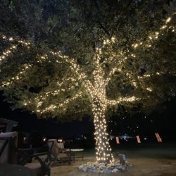String Lights SF - Tree light warping San Mateo CA