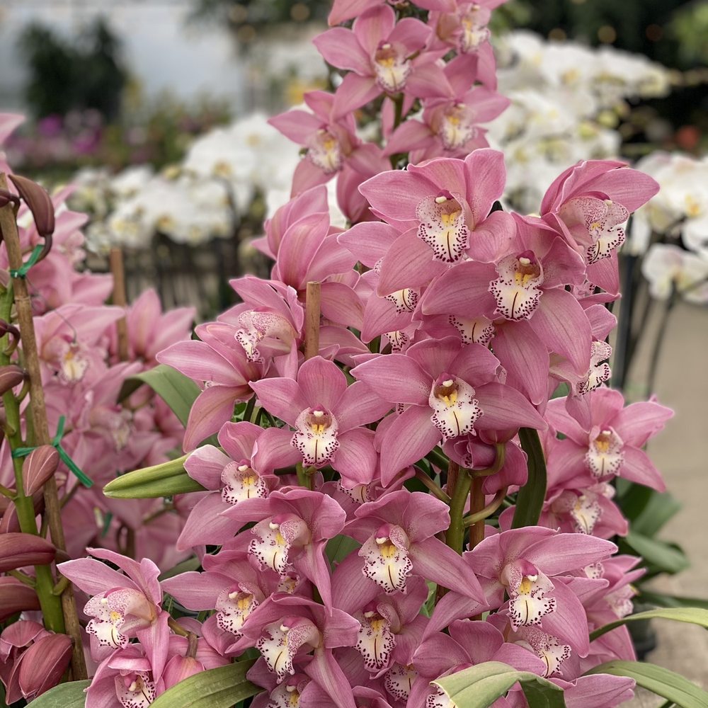 Gallup & Stribling Orchids - Cymbidium - Visitor Centers Near Me - Carpinteria, California