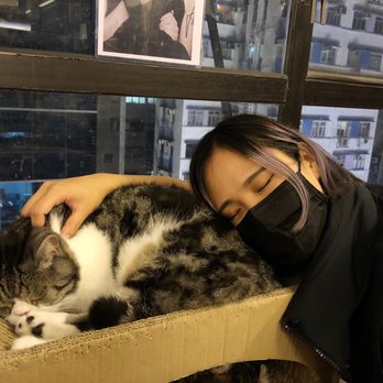 貓店街 - So sweeeeet - Pets Near Me - Hong Kong, HK