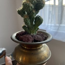 Garden District Marketplace - Succulent in vintage bowl with 3 drainage holes in it already drilled! Great artists market!!!!