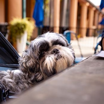 Fig Tree Cafe - Dog friendly patio - Breakfast & Brunch Near Me - San Diego, California