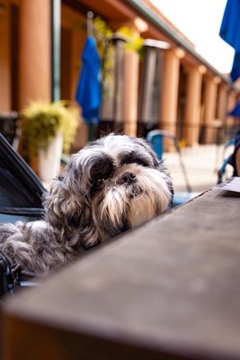 Fig Tree Cafe by null