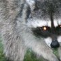 Photo of Great Plains Wildlife & Pest Control