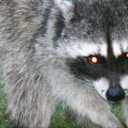 Great Plains Wildlife & Pest Control