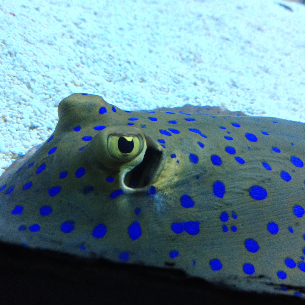 Manila Ocean Park - Aquariums Near Me - Manila, NCR Manila Ocean Park - Aquariums Near Me - Manila, NCR