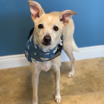 Jasmine Pet Grooming - Marley looks so handsome - Pet Groomers Near Me - Brea, California