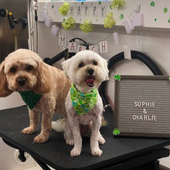 Dirty Dog Solutions - Pet Groomers Near Me Dirty Dog Solutions - Pet Groomers Near Me