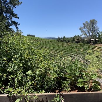 Mounts Family Winery - two buckets with plants in them - Wineries Near Me - Healdsburg, California Mounts Family Winery - two buckets with plants in them - Wineries Near Me - Healdsburg, California