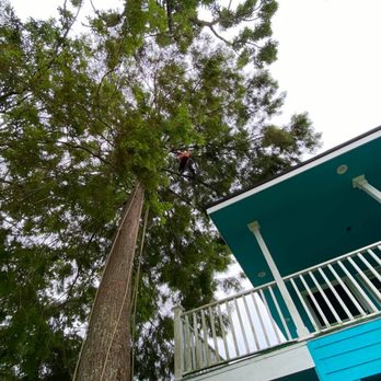 Tree Huggers Tree Service - Tree Services Near Me Tree Huggers Tree Service - Tree Services Near Me