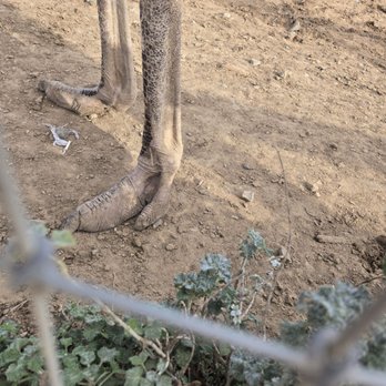 Ostrichland USA - Attraction Farms Near Me - Solvang, California Ostrichland USA - Attraction Farms Near Me - Solvang, California