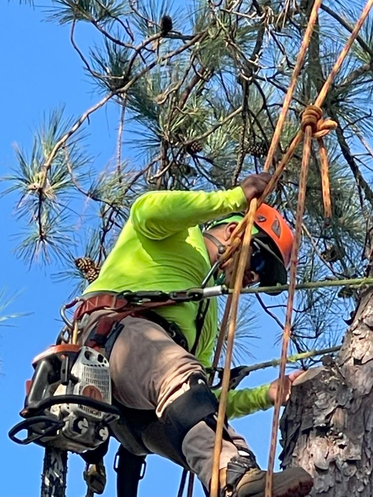 Palmetto Tree Service - tree service in Mount Pleasant, SC