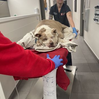 Veterinary Emergency Group - Veg staff were amazing at assisting us in her last moments of life. Very compassionate. - Emergency Pet Hospital Near Me - Anaheim, California Veterinary Emergency Group - Veg staff were amazing at assisting us in her last moments of life. Very compassionate. - Emergency Pet Hospital Near Me - Anaheim, California