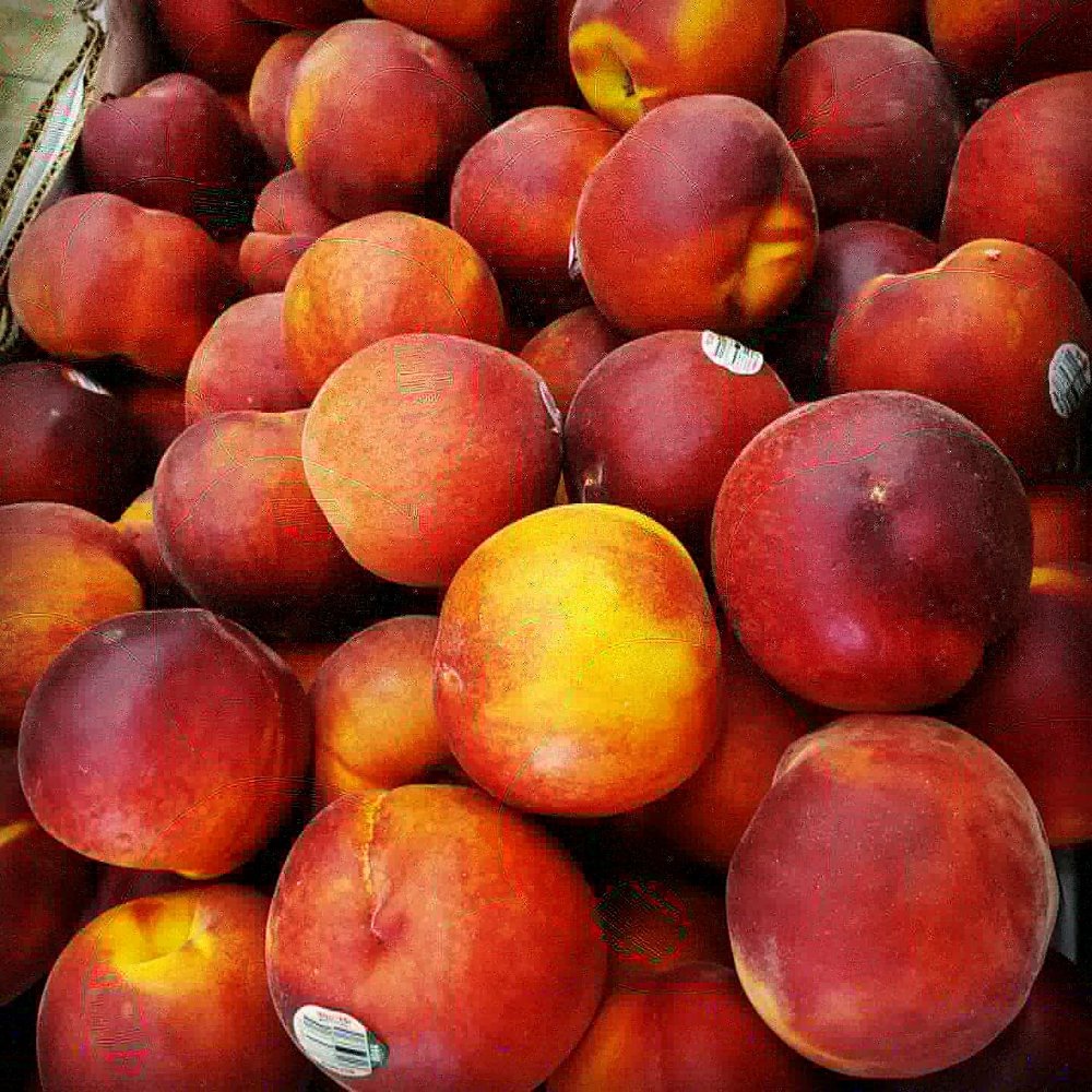 ROCKLAND GARDEN MART Updated June 2024 20 Photos 406 Nanuet Mall