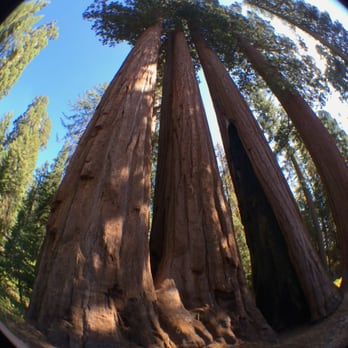 Grant Grove - Sequoia in the round, Grant Grove - Hiking Near Me - Badger, California Grant Grove - Sequoia in the round, Grant Grove - Hiking Near Me - Badger, California