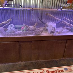 Live enormous rattle snake Live enormous rattle snake