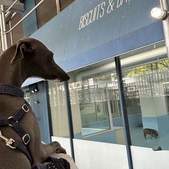 Biscuits & Bath - Upper East Side - Dogba outside of Biscuits - Pet Sitting Near Me - New York, New York