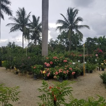 Amelia's Smarty Plants - Nurseries & Gardening Near Me - Lake Worth, Florida Amelia's Smarty Plants - Nurseries & Gardening Near Me - Lake Worth, Florida