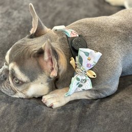 Charlee resting up after her day at the spa.