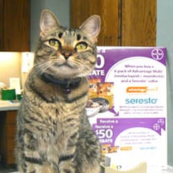 Capital Heights Veterinary Clinic