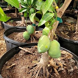 Shamus O'leary's Tropical Fruit Trees