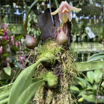 Andy's Orchids - Nurseries & Gardening Near Me - Encinitas, California