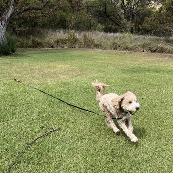 Hele Mai K9 - Pet Boarding Near Me