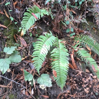Indian Tree Preserve - Hiking Near Me - Novato, California