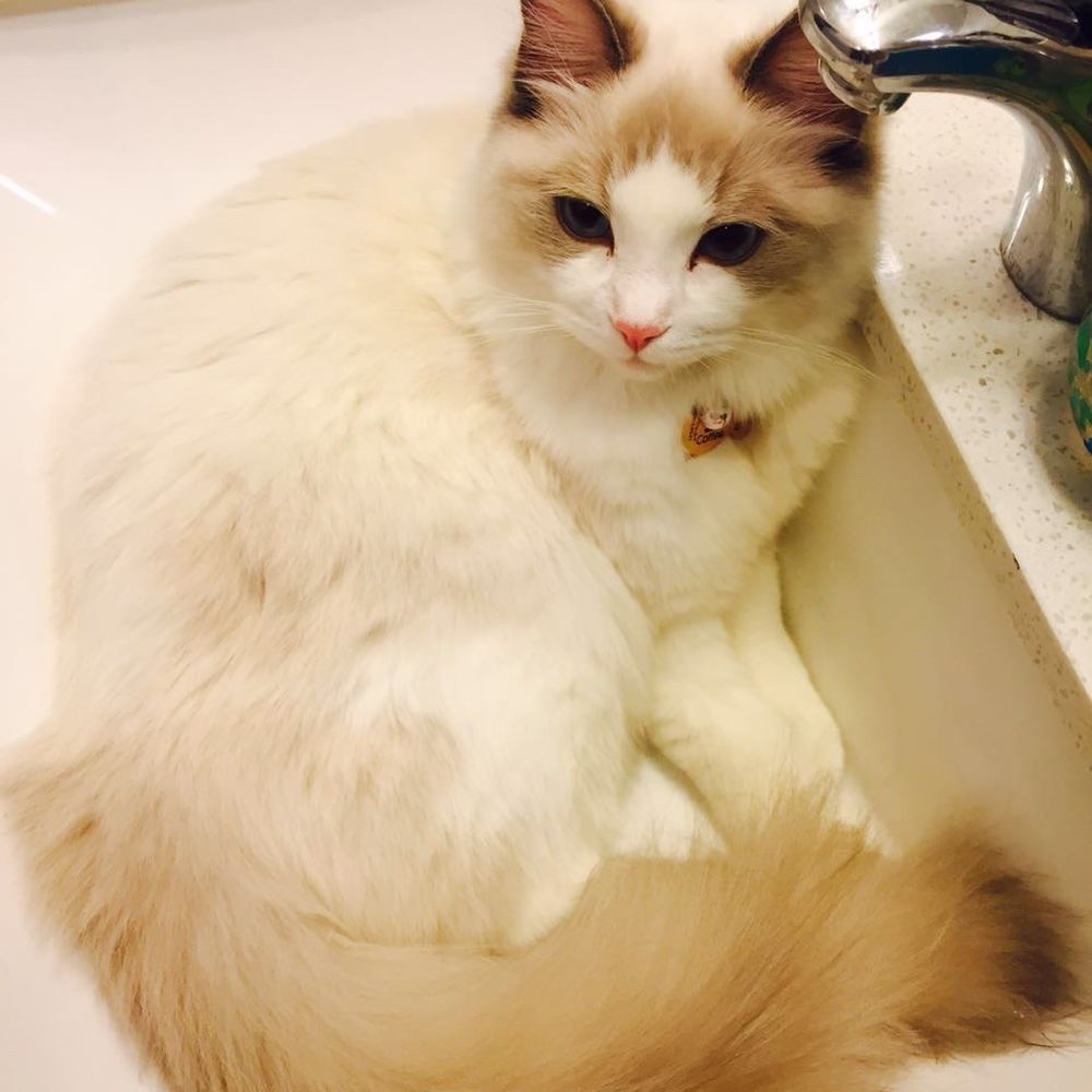 Ragdolljjsweeti - Pet Breeders Near Me Ragdolljjsweeti - Pet Breeders Near Me