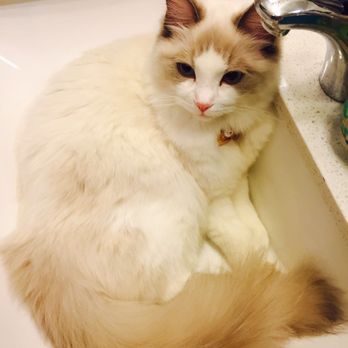 Ragdolljjsweeti - Pet Breeders Near Me