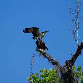 Airboat and Gator Charters - Fishing Near Me - Deleon Springs, Florida