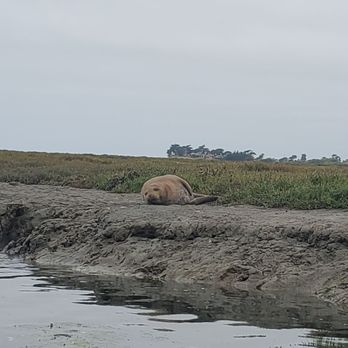 Kayak Connection - Rafting/Kayaking Near Me - Moss Landing, California Kayak Connection - Rafting/Kayaking Near Me - Moss Landing, California
