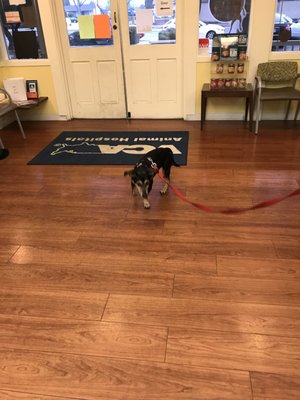 vca crocker animal hospital