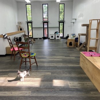 The Black Cat Market - Cat room - Pet Adoption Near Me - Pittsburgh, Pennsylvania The Black Cat Market - Cat room - Pet Adoption Near Me - Pittsburgh, Pennsylvania