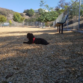 Diamond Bar Dog Park - Mayer waiting patiently to meet new pups - Dog Parks Near Me - Diamond Bar, California