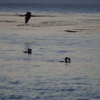 San Carlos Beach - lochness monster munching on salad - Beaches Near Me - Monterey, California San Carlos Beach - lochness monster munching on salad - Beaches Near Me - Monterey, California