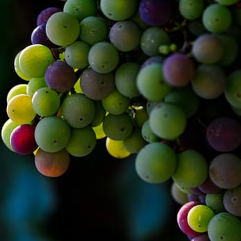 Modus Operandi Cellars - a bunch of grapes - Wineries Near Me - St. Helena, California