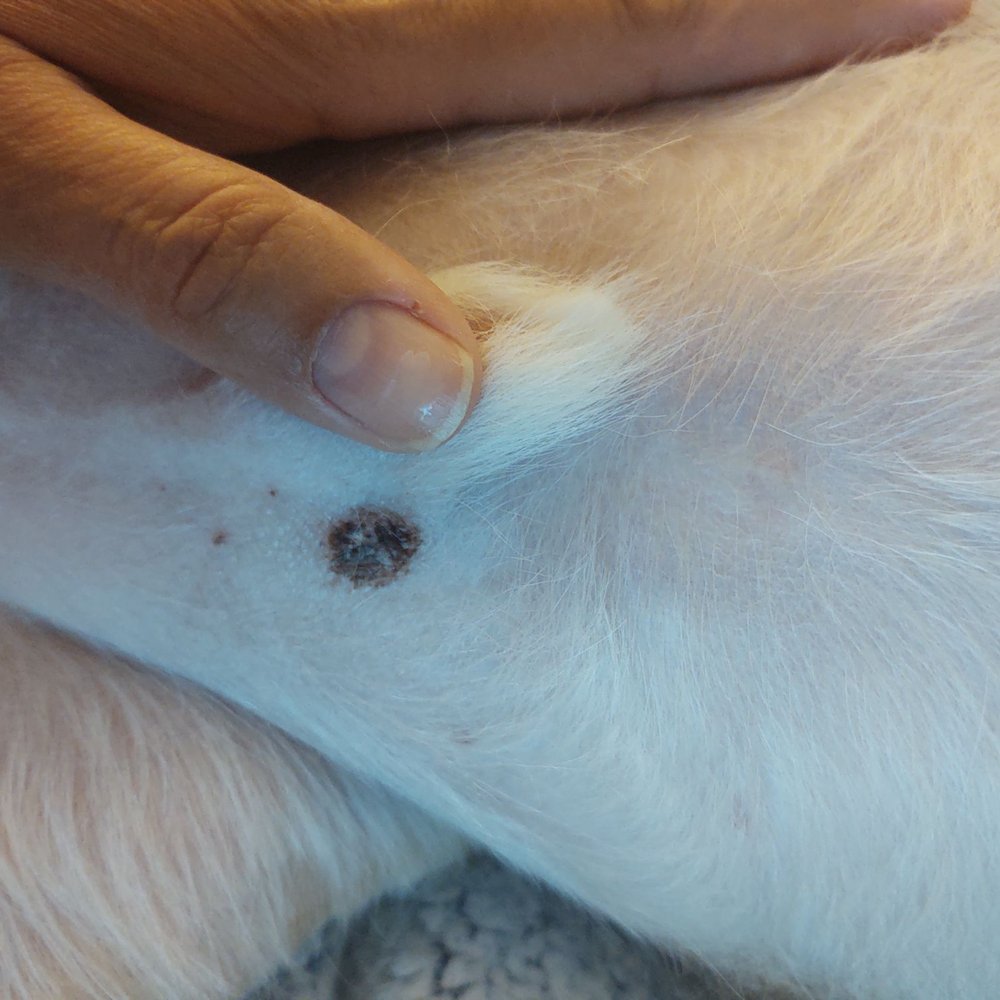 Diamonds in the Ruff - This cut from groomer shaving my dog - Pet Groomers Near Me - Clovis, California Diamonds in the Ruff - This cut from groomer shaving my dog - Pet Groomers Near Me - Clovis, California
