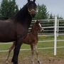 Photo of Sterling Hill Riding Academy