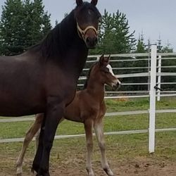 Sterling Hill Riding Academy - 2018 filly by "Boxford Machiavelli" stud standing at Sterling Hill.