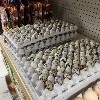 Dong A 2 - Quail eggs - Grocery Near Me - Pinellas Park, Florida Dong A 2 - Quail eggs - Grocery Near Me - Pinellas Park, Florida