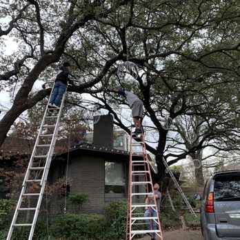 Brandon's Window Cleaning - Tree install - Pressure Washers Near Me
